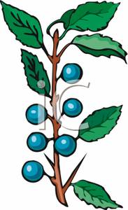 183x300 Blueberry Bushes Clipart