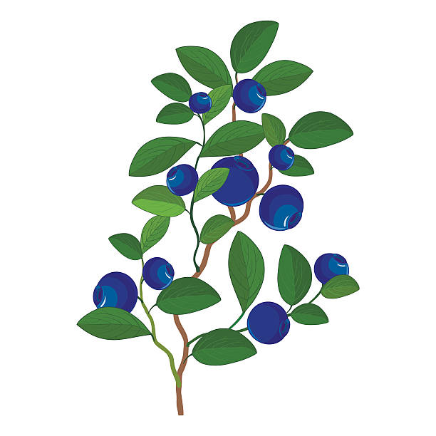 612x612 Collection Of Free Bush Drawing Berries Download On Ui Ex