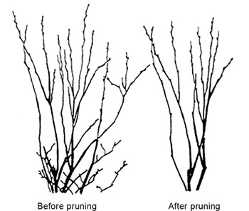 350x297 Establishing Blueberries In The Home Garden