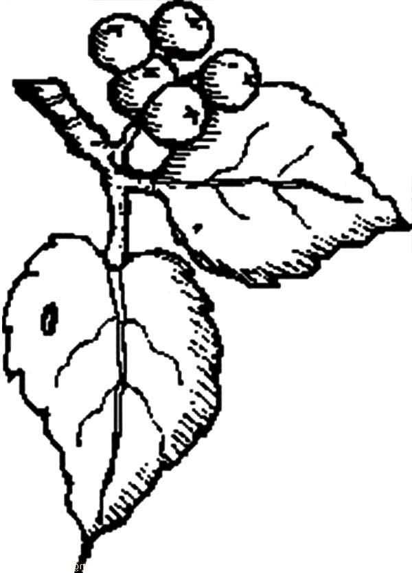 600x834 Fresh Blueberry Bush Coloring Pages Best Place To Color