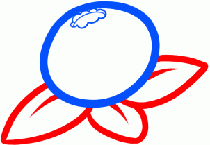 302x209 How To Draw How To Draw A Blueberry