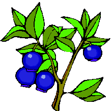 220x218 Shrub Clipart Blueberry Bush