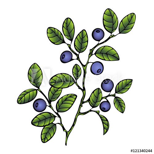 500x500 Bilberry Branch Blueberry Leaves And Berries Forest Painted
