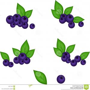 300x300 Blueberry Vector Drawing Set Isolated Hand Drawn Berry On White