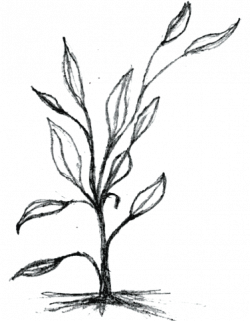 250x321 Drawing Bushes Blueberry Bush, Picture