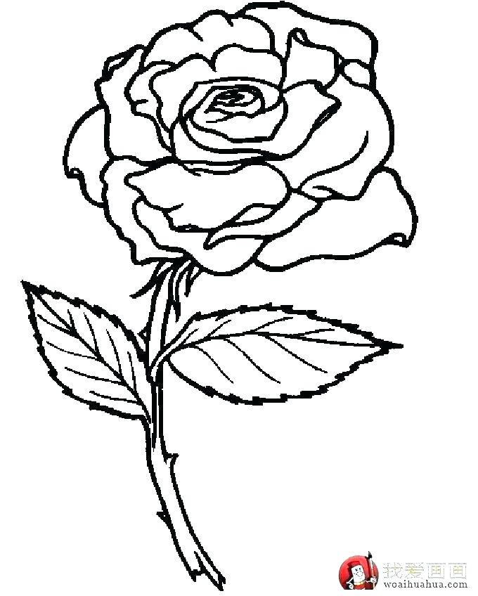 680x848 Bluebonnet Coloring