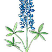 180x180 Bluebonnet Drawing
