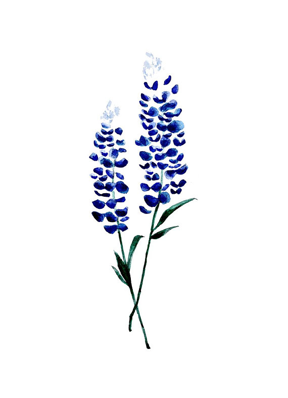 570x787 Bluebonnet Flower Tattoo Design