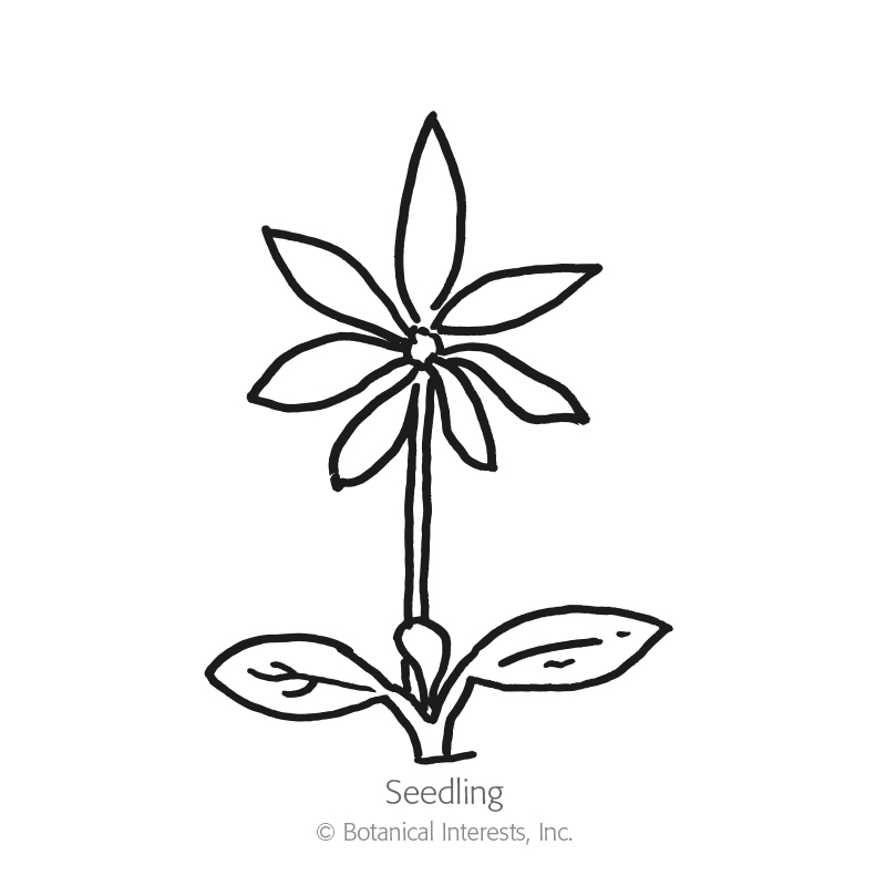 800x800 Bluebonnet Seeds View All Flowers Botanical Interests