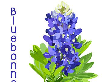 340x270 Bluebonnet Print Etsy