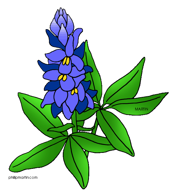 579x648 Collection Of Free Flower Clipart Bluebonnet Amusement Clipart