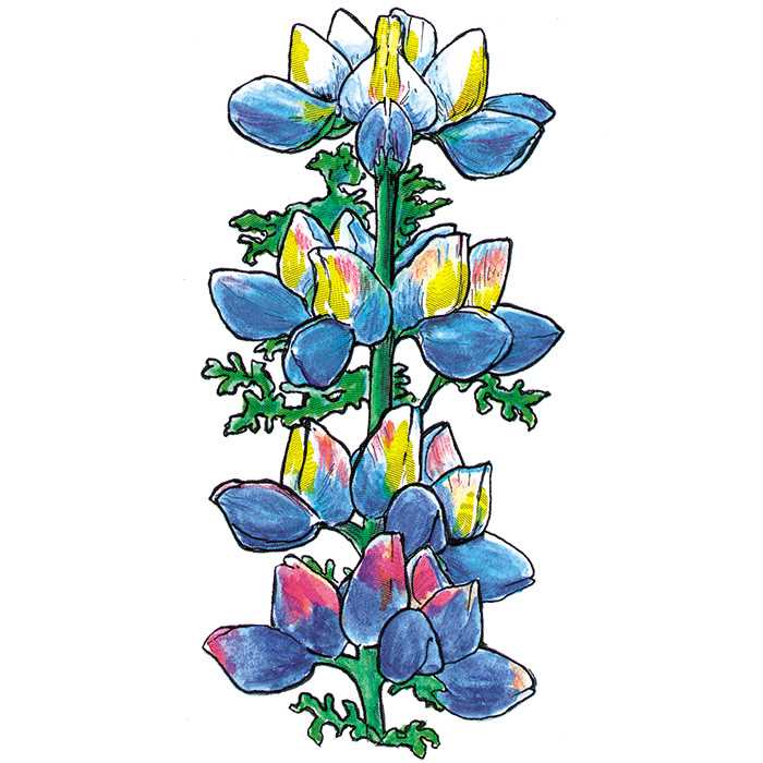 700x700 Lupine Clipart Texas Bluebonnet