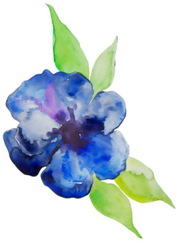 260x360 Bluebonnet, Drawing, Sketch, Transparent Png Image Clipart Free