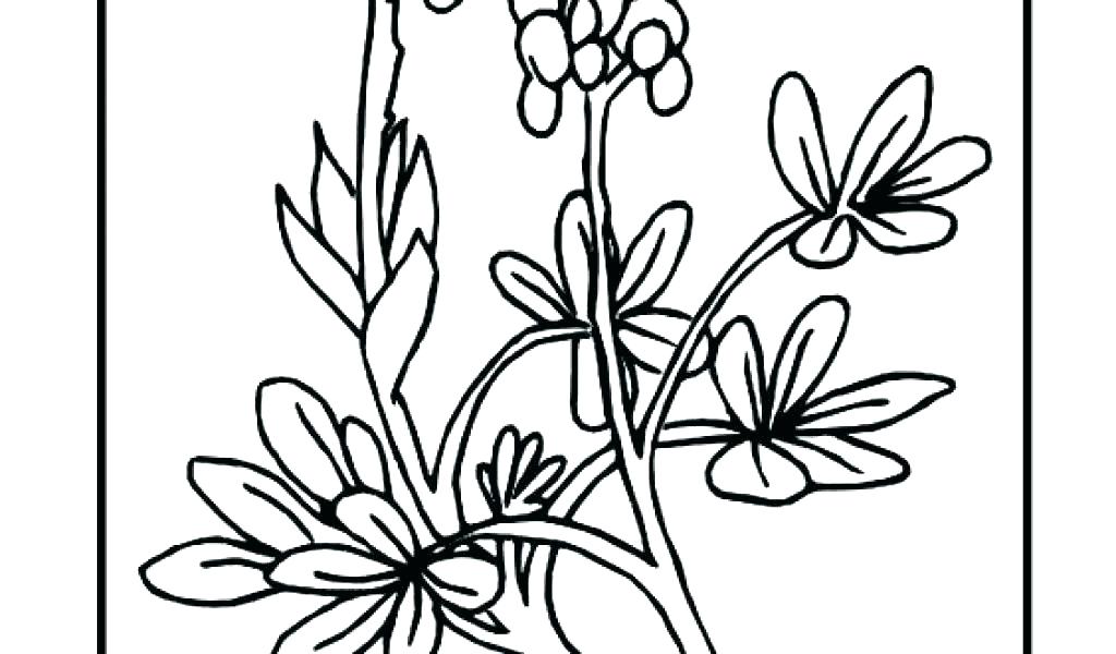 1024x600 Bluebonnet Coloring