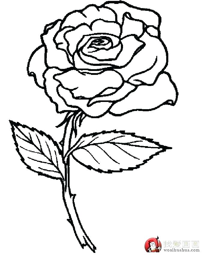 680x848 Bluebonnet Coloring