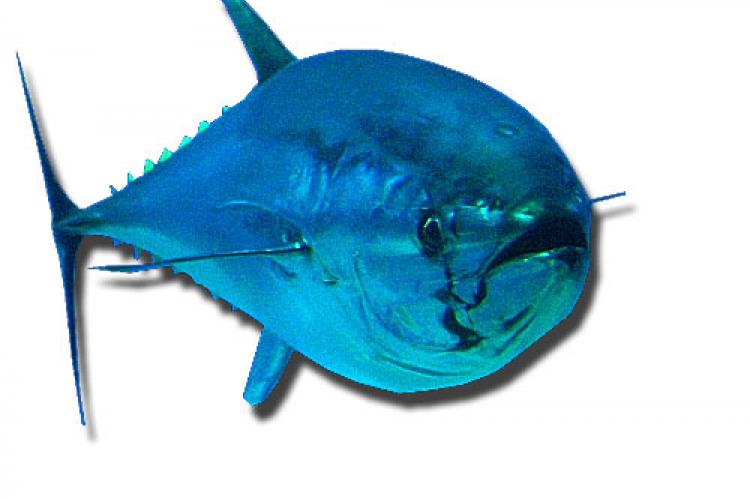 Bluefin Tuna Drawing