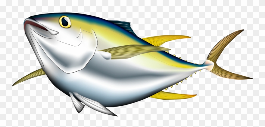 880x423 bigeye albacore pacific bluefin illustration cartoon