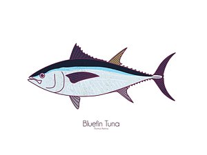 300x225 bluefin tuna digital art fine art america