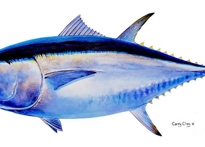 700x500 bluefin tuna greeting card for sale