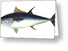 226x170 bluefin tuna illustration drawing