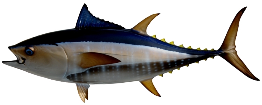 1023x409 bluefin tuna mounts