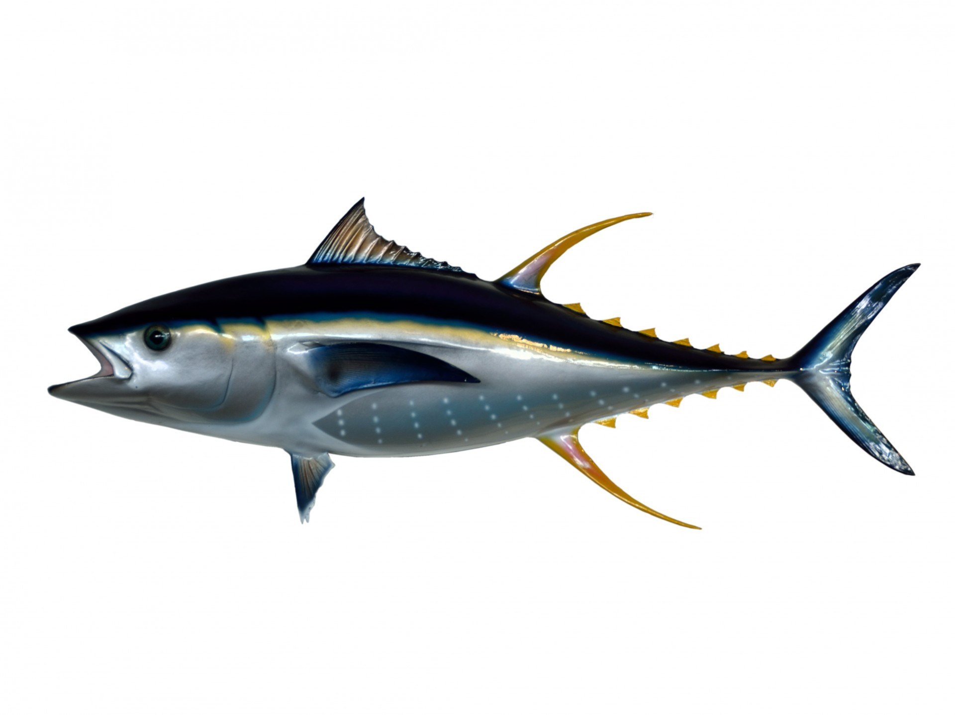 1920x1437 Ocean Acidification Disrupts Yellowfin Tuna Development Oceanbites