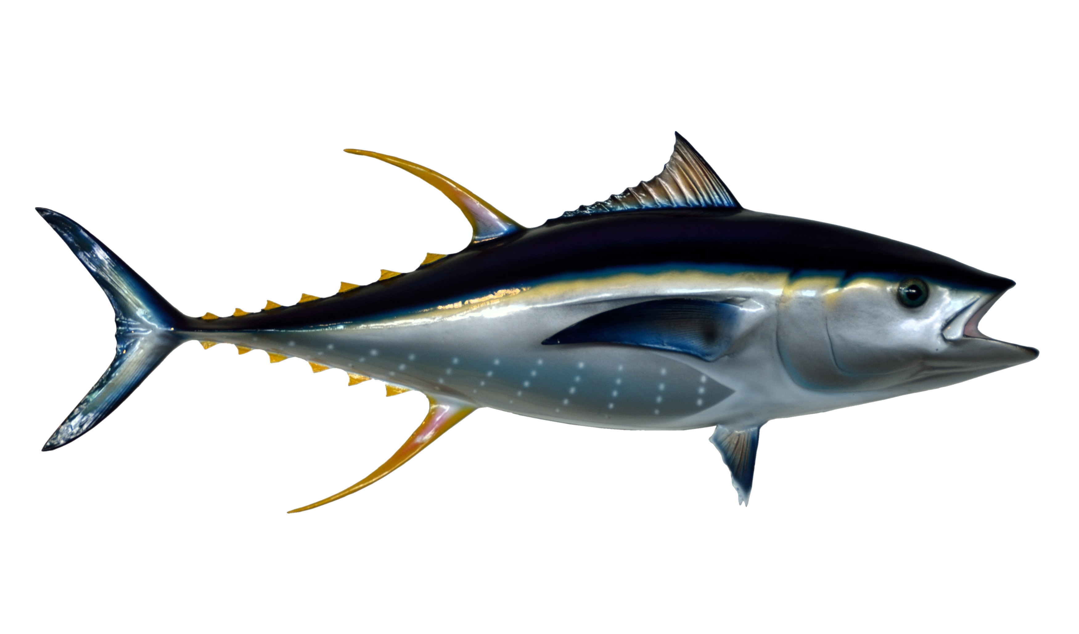 3500x2057 Tuna Fish Protein Transparent Png Clipart Free Download