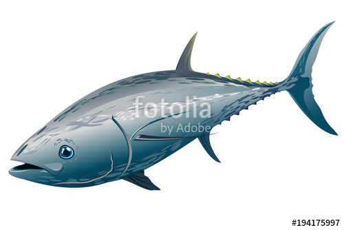 500x334 Tuna Fish Hand Drawn Vector Illustration Isolated On White