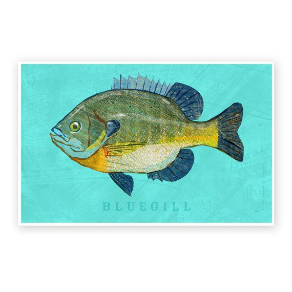 570x570 bluegill art print freshwater fish art x fish