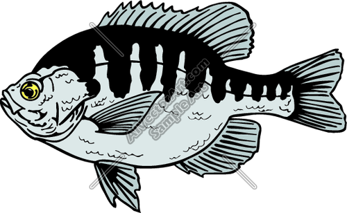 500x308 Bluegill Clipart And Vectorart Sports