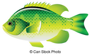 300x179 Bluegill Illustrations And Stock Art Bluegill Illustration
