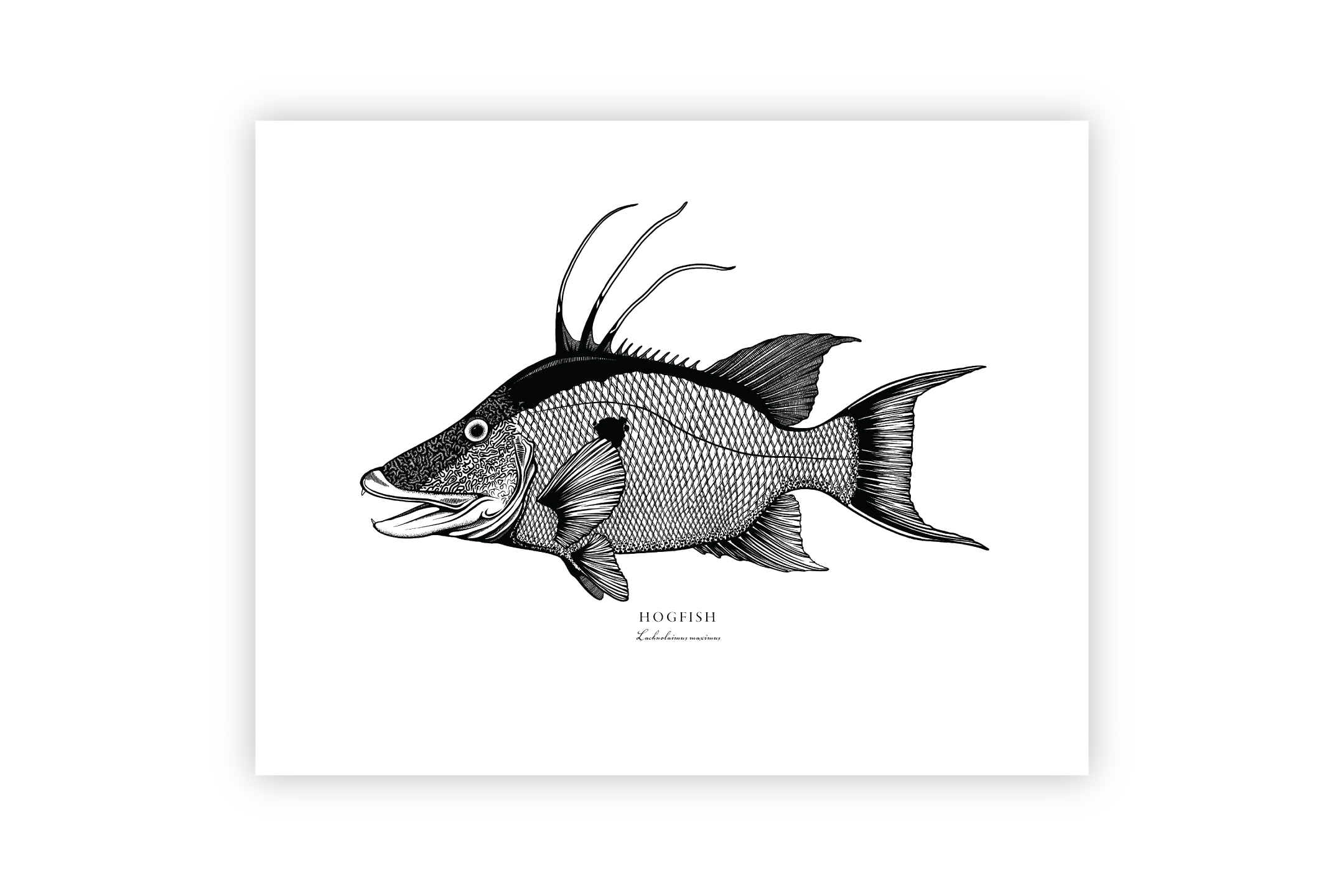 2160x1440 Bold Coast Burns Hogfish