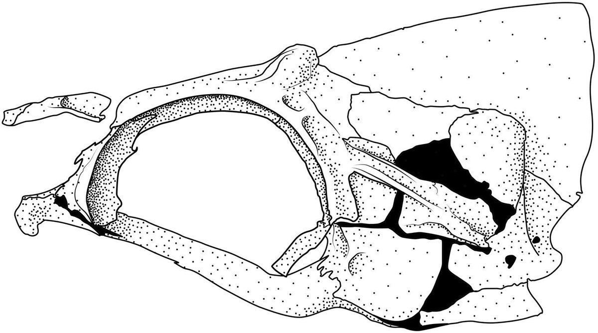 1200x668 fishsketch hashtag on twitter