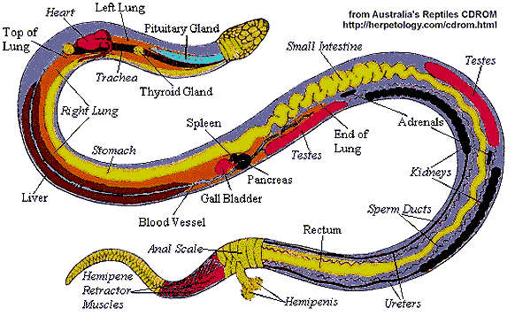 582x357 snakeskin drawing boa constrictor transparent png clipart free