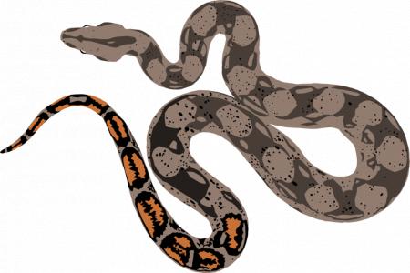 450x300 boa cliparts