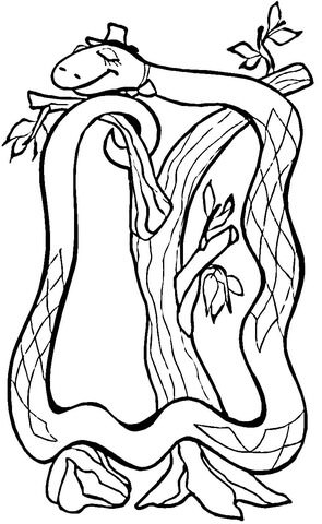 295x480 boa constrictor coloring page