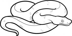 302x155 drawing printout how to draw a boa constrictor
