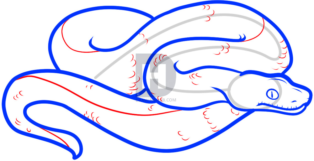 1080x555 how to draw a boa constrictor, step