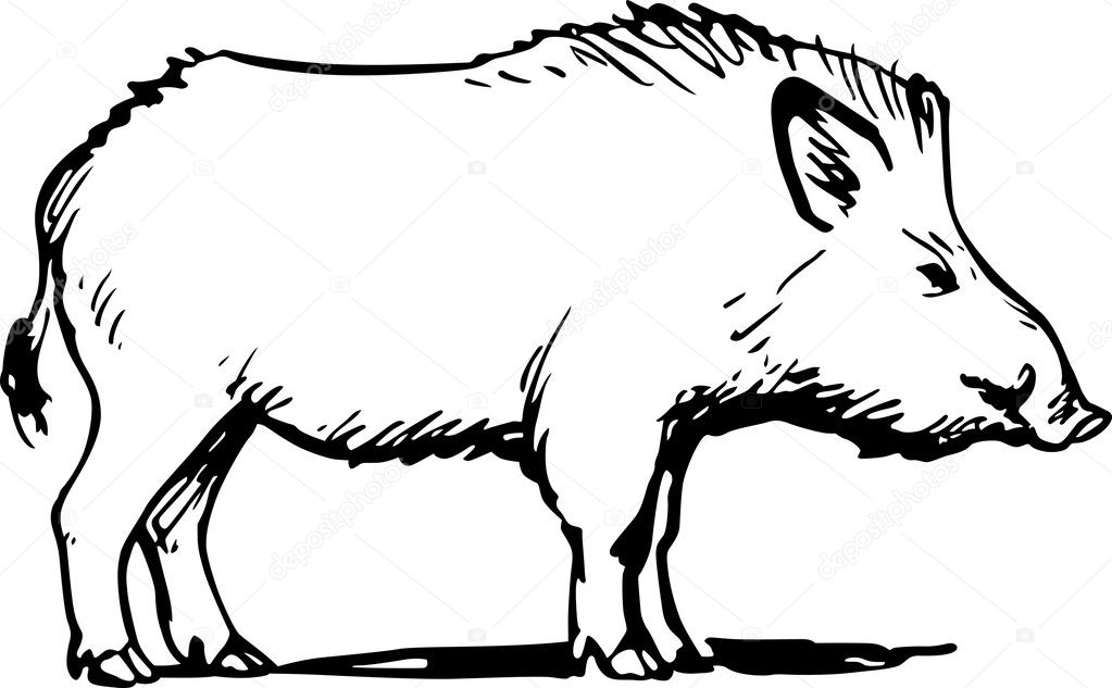 1023x633 Boar Drawing Vector For Free Download