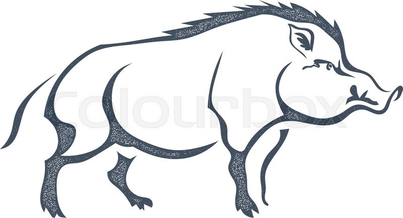 800x433 Sketch Grunge Wild Boar In The Stock Vector Colourbox
