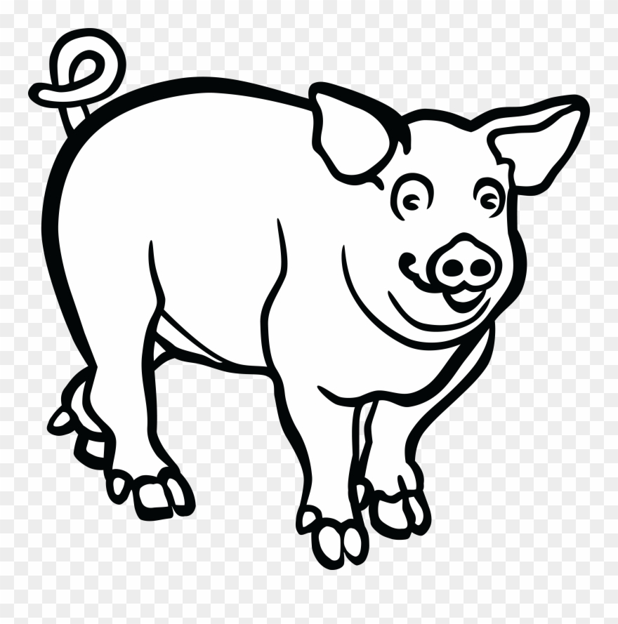 880x889 Wild Boar Line Art Drawing Black And White