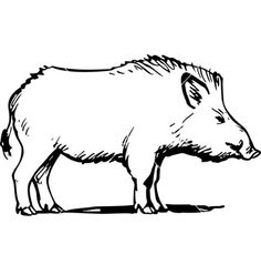 236x248 Boar Drawing For Free Download