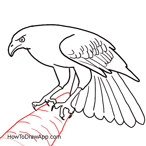 600x600 How To Draw An Easy Eagle