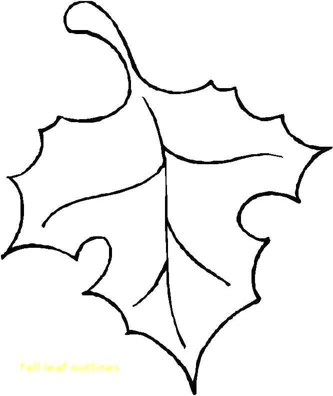 666x791 leaf outlines outlines of leaves on a white background leaf