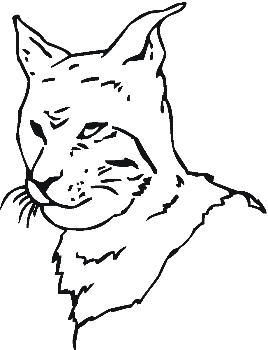 Bobcat Drawing
