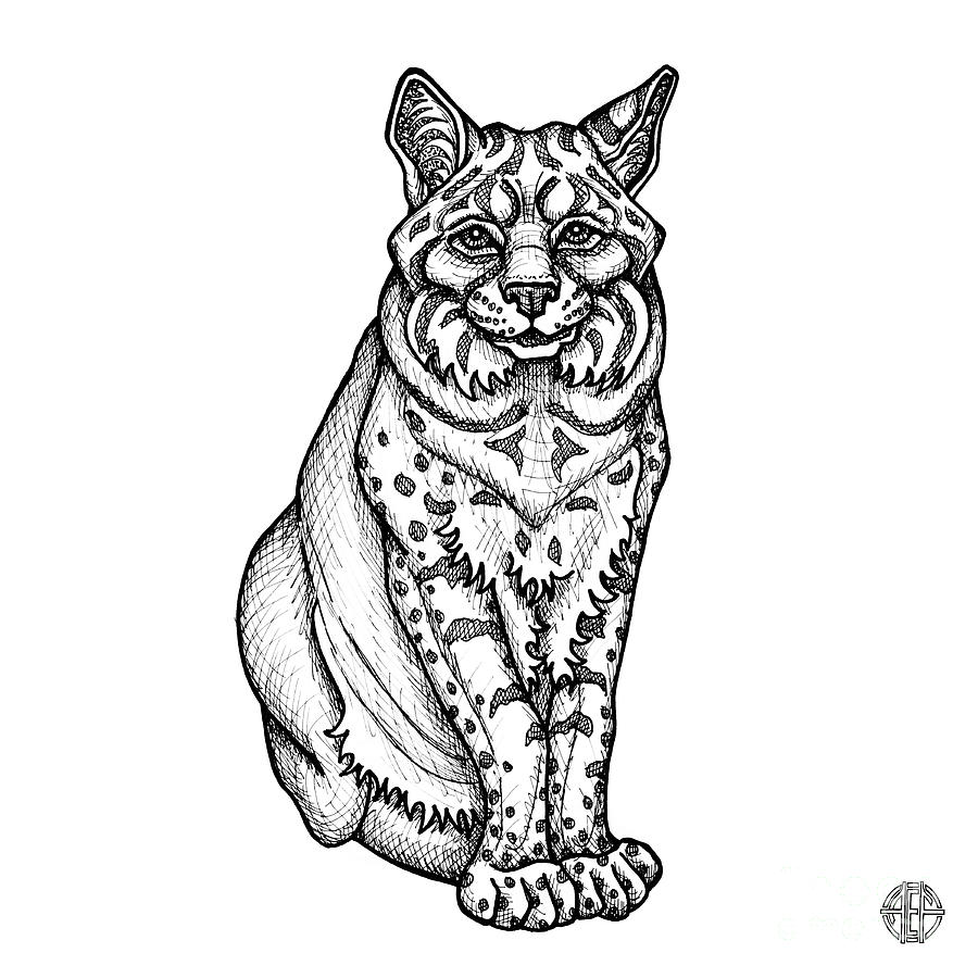 900x900 Bobcat Drawing