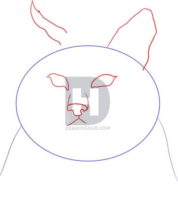 602x720 How To Draw A Bobcat, Step