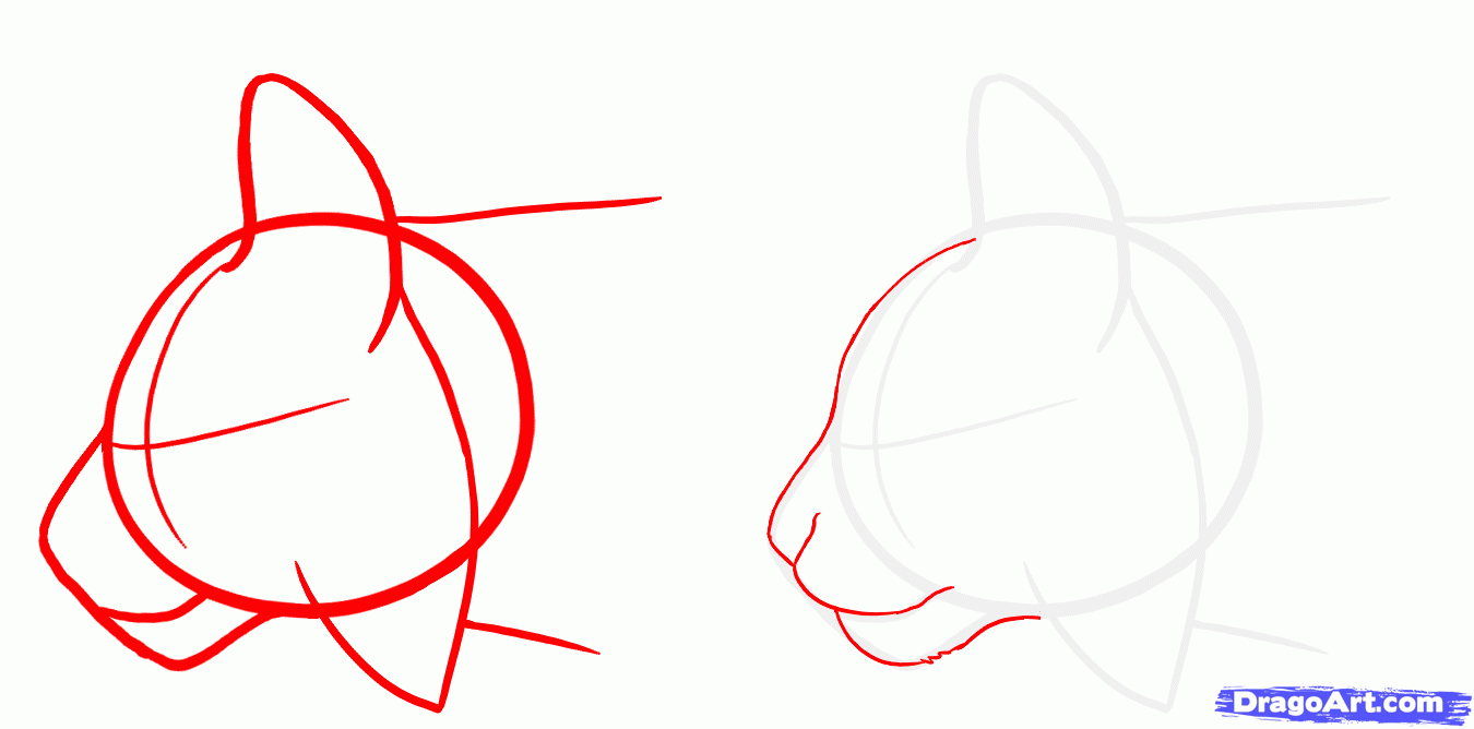 1350x668 how to draw bobcats, bobcat, step