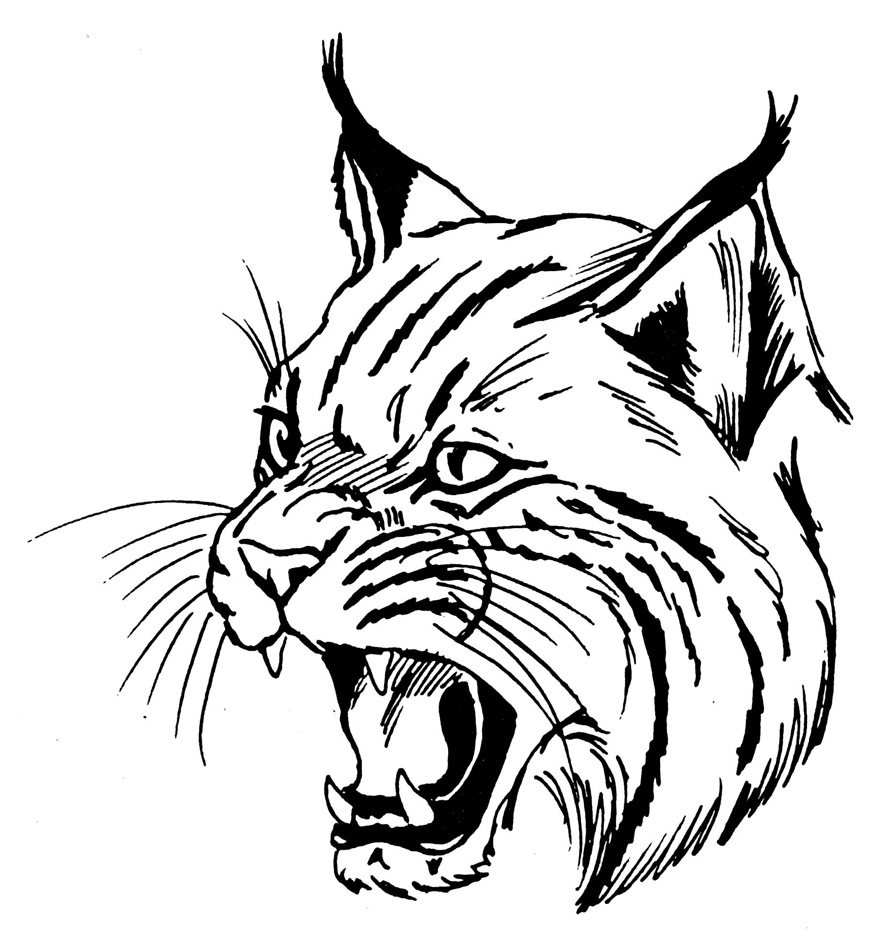 1800x1932 Bobcat! Ink Cat Coloring Page, Drawings, Animal Drawings