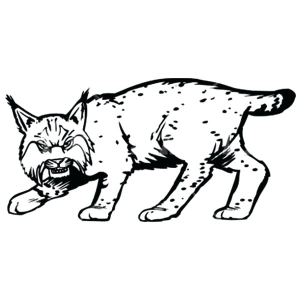 600x600 Baby Tiger Coloring Pages Free Bobcat Footprint Machine Drawing